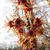 Hamamelis vernalis