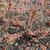 Hamamelis vernalis