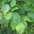 Shoots with leaves showing blunt-toothed margins & veins.