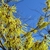 Clusters of bright yellow flowers with ribbon-like petals.