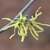 Clusters of bright yellow flowers with ribbon-like petals.