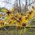 Hamamelis mollis