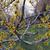 Hamamelis mollis