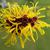 Hamamelis mollis