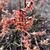 Hamamelis vernalis