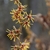 Flowers with yellow ribbon-like petals