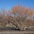 Large multi-stemmed shrub in Jan.