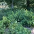 Green shrub in July