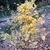 Yellow fall leaf color (Orange, Co., NC)