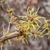 Bloom detail and stem (Buncombe Co., NC)