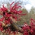 Red flowers