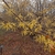 Winter form in bloom