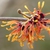 Yellow and orange flowers
