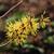 Hamamelis_x_intermedia_'Angelly'