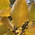 Fall color