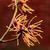 Hamamelis_x_intermedia_'Aphrodite'
