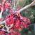 Hamamelis_x_intermedia_'Diana'