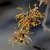 coppery -orange fragrant spider like flowers