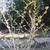 Hamamelis_x_intermedia_'Pallida'