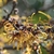 coppery - orange, fragrant, spidery flowers in Late Winter