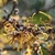 Fragrant yellow orange spider-like flowers with buds