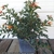 Plant grown in a container