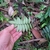 hand holding fern frond to show smooth underside of leaflets