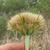 T. porrifolius