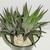 Haworthia Fasciata