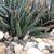 Haworthia Attenuata