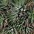 Haworthia Attenuata