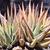 Haworthia Attenuata