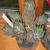 Haworthia Fasciata