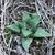 Haworthia Retusa