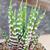 Haworthia Attenuata