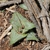 Form of the succulent with thick pointed leaves