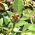 Bud