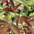 New Leaf