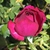 Opening bud