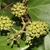 Clusters of smal greenish-yellow flowers