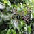 Dark purple round fruits