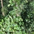 Vine growing up trees