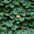 Heart-shaped leaves