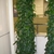 Grown vertically on a trellis