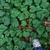 Growing as a ground cover (Kershaw County, SC)-Early Spring