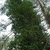 Growing in a tree (Kershaw County, SC)-Early Spring