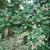 Plant (Kershaw County, SC)-Early Spring