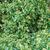 Hedera helix