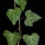 Leaves and stem (The Meadows, Charlottesville, VA)-Late Winter