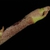 Stem and end buds (The Meadows, Charlottesville, VA)-Late Winter